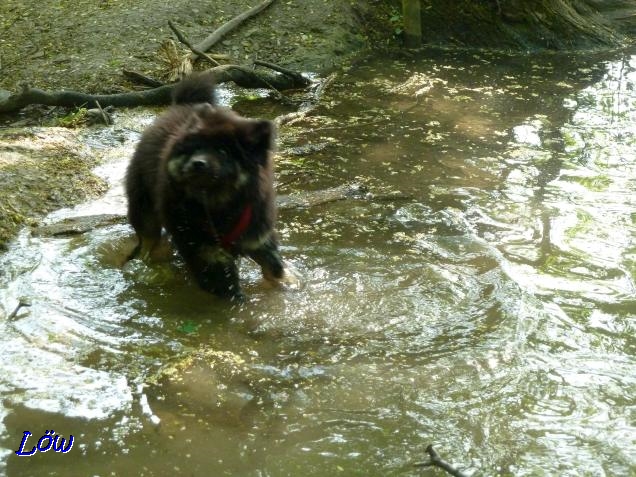 27.4.2018 - Im Wasser schütteln, toll